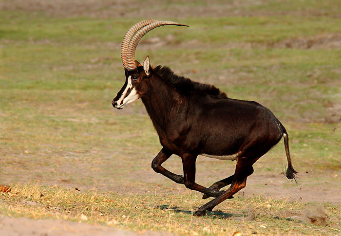Galloping over the antelopes - Antelope, , Nyala, Antelope Dikdik, Duiker, Kudu, , Longpost