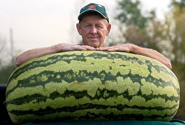 10 interesting facts about watermelons. - Interesting, Facts, Watermelon, Longpost