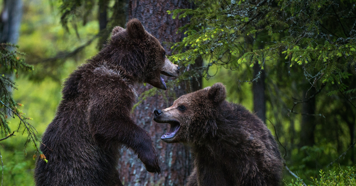 Картинка 2 медведя