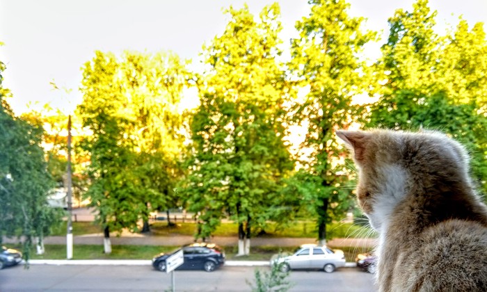 What? - My, red kitten, cat, Redheads, Sight, The street, The photo, Kittens