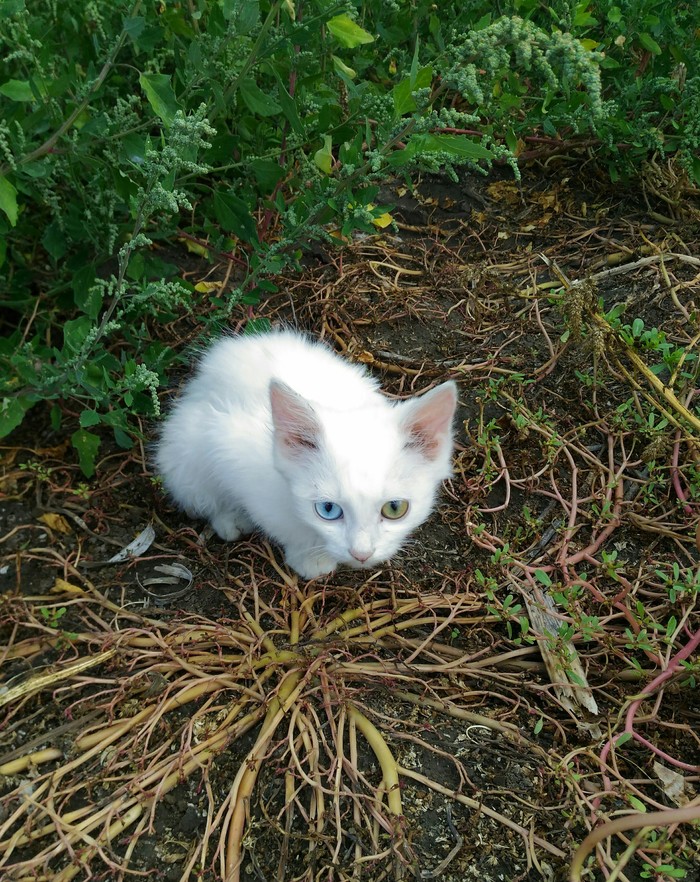 Белый котёнок - Моё, Огород, Гетерохромия, Длиннопост, Кот, Котята