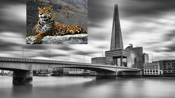 Big cat... - My, Leopard, Scale, Bridge, Photoshop