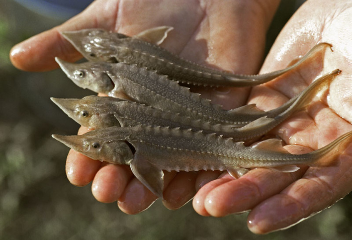 500,000 sturgeon fry were launched into the Kuban River basin. - , Russian production, Longpost, Sturgeon