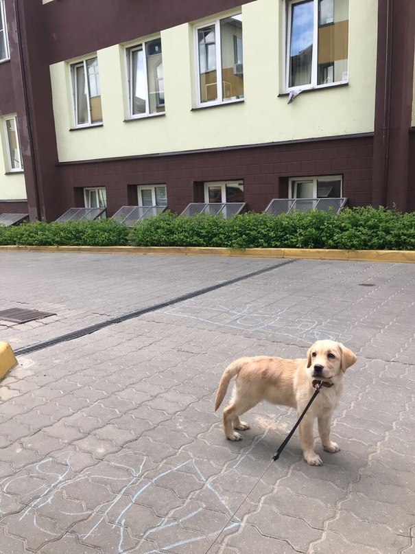 Please, help! The puppy is looking for a home or will be given to a shelter (Moscow [The dog was taken away] - Dog, Found a dog, Moscow, Labrador, In good hands, Help, Longpost, No rating, Helping animals