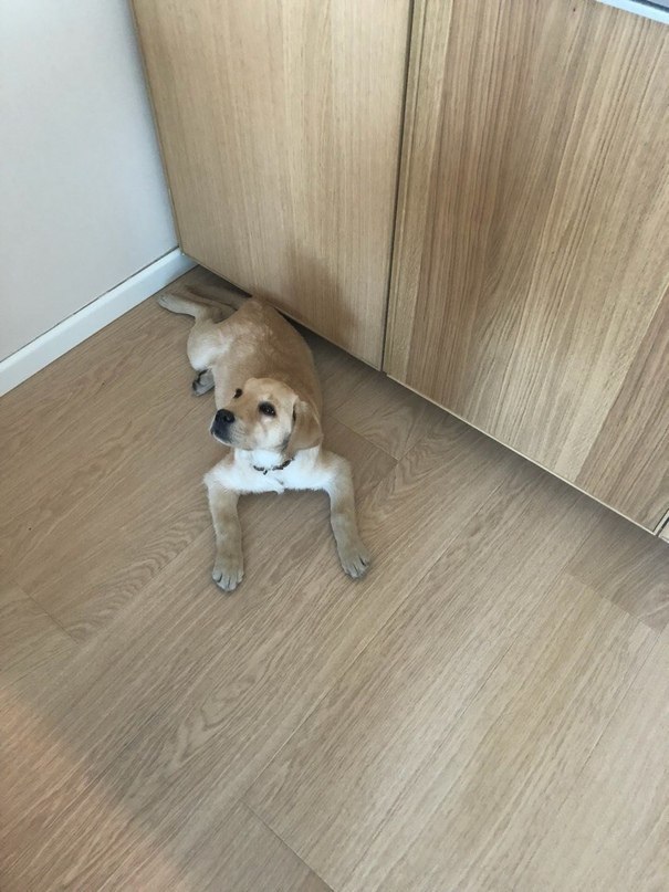 Please, help! The puppy is looking for a home or will be given to a shelter (Moscow [The dog was taken away] - Dog, Found a dog, Moscow, Labrador, In good hands, Help, Longpost, No rating, Helping animals