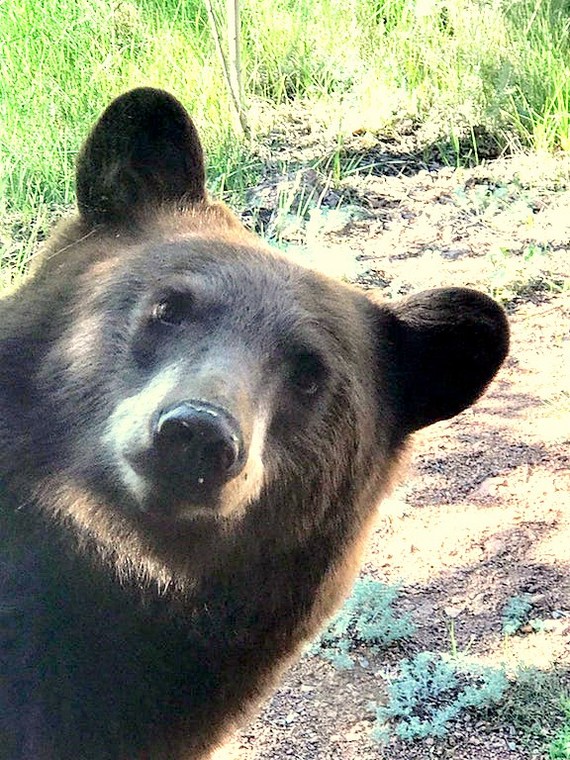 Selfie - The Bears, Selfie, The photo