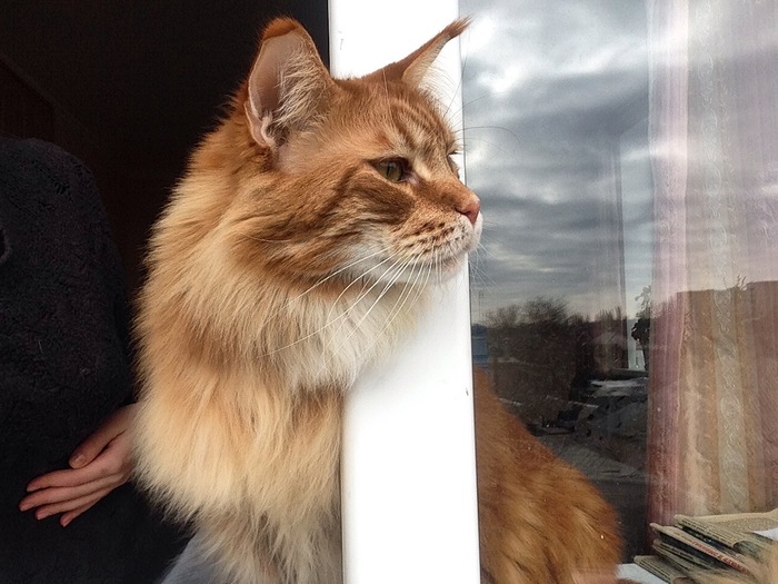 red superiority - My, cat, Maine Coon, Redheads, Milota, Curiosity