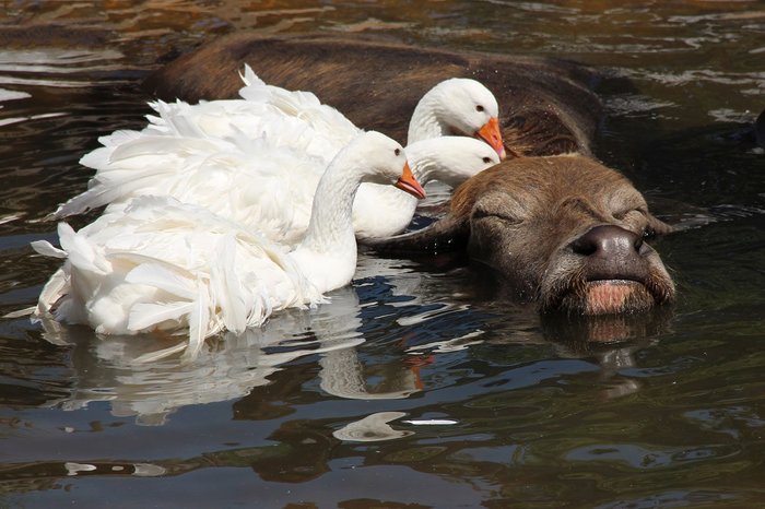 Pleasure - Birds, Swans, Animals, Buffalo