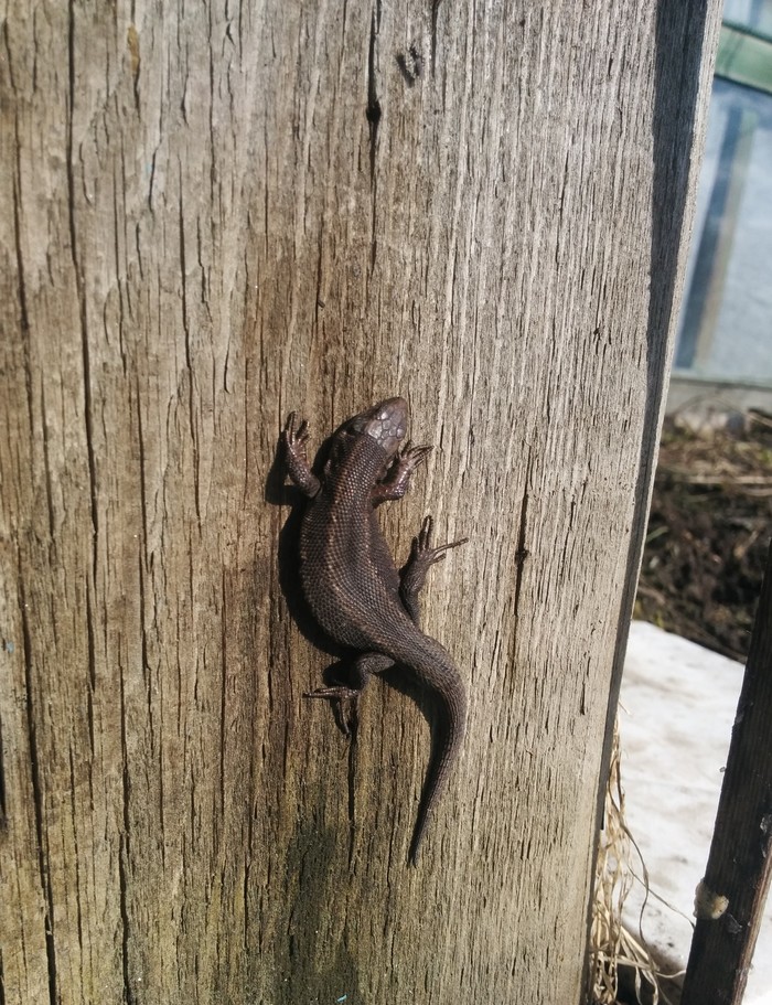 Хозяйка медной горы