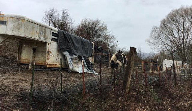 7 horses were found in a swamp, behind barbed wire ... But the main prisoner was locked in a trailer - Horses, Pony, The rescue, Cruelty, Longpost, Negative