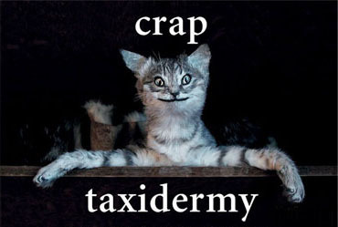 Crappy taxidermy #4 - Taxidermy, The horrors of taxidermy, Scarecrow, cat, Longpost