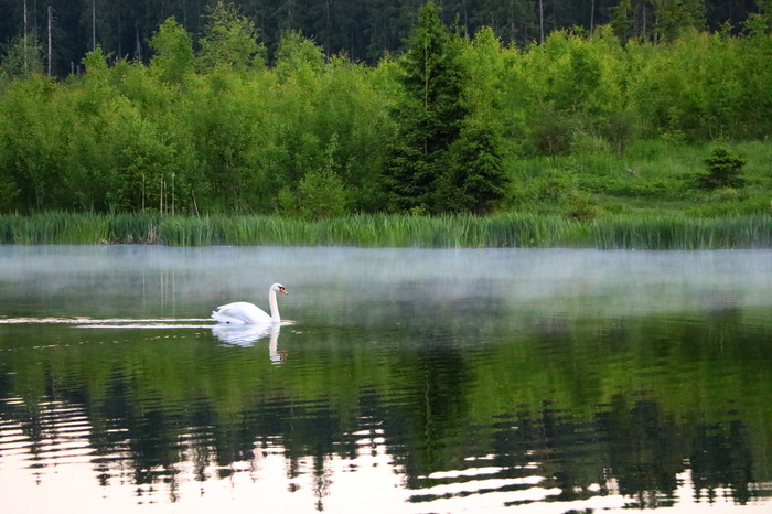 And the white swan on the pond... - My, White Swan, Nature, Fog, Forest, The photo, Swans