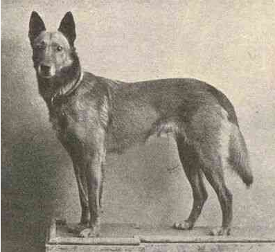 About breeds of dogs. - Dog, Dog breeds, Belgian shepherd, Malinois, , Groenendael, Longpost, Video