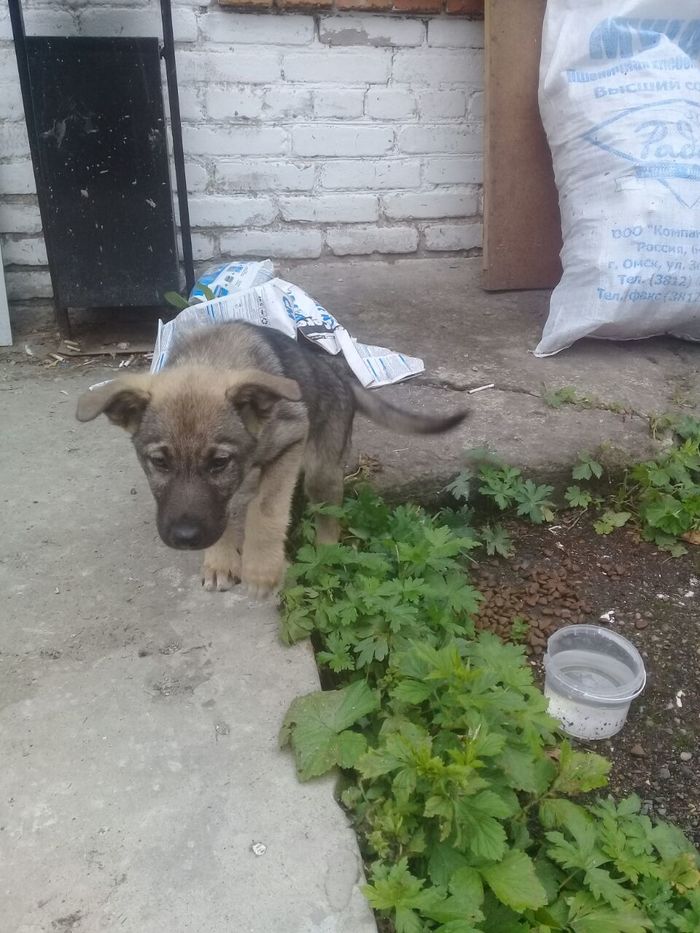 Foundling in Khabarovsk - My, Khabarovsk, Homeless animals, , Dog, In good hands, Help, No rating, Helping animals