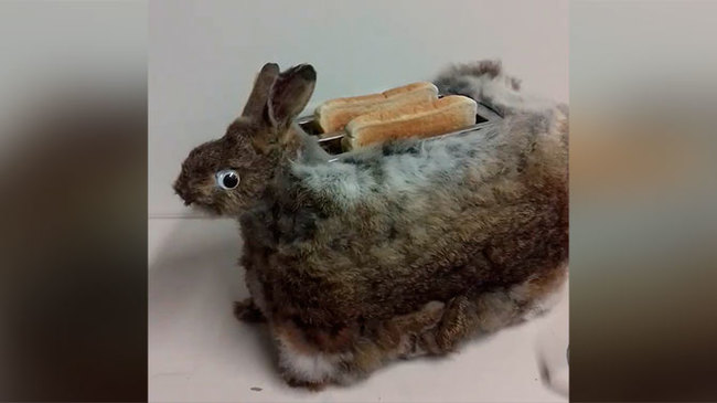 Crappy taxidermy #5 - , The horrors of taxidermy, Scarecrow, Taxidermy, Longpost