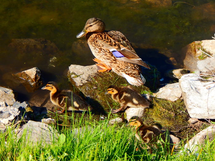 Access to the water - My, Ducklings, Duck, My