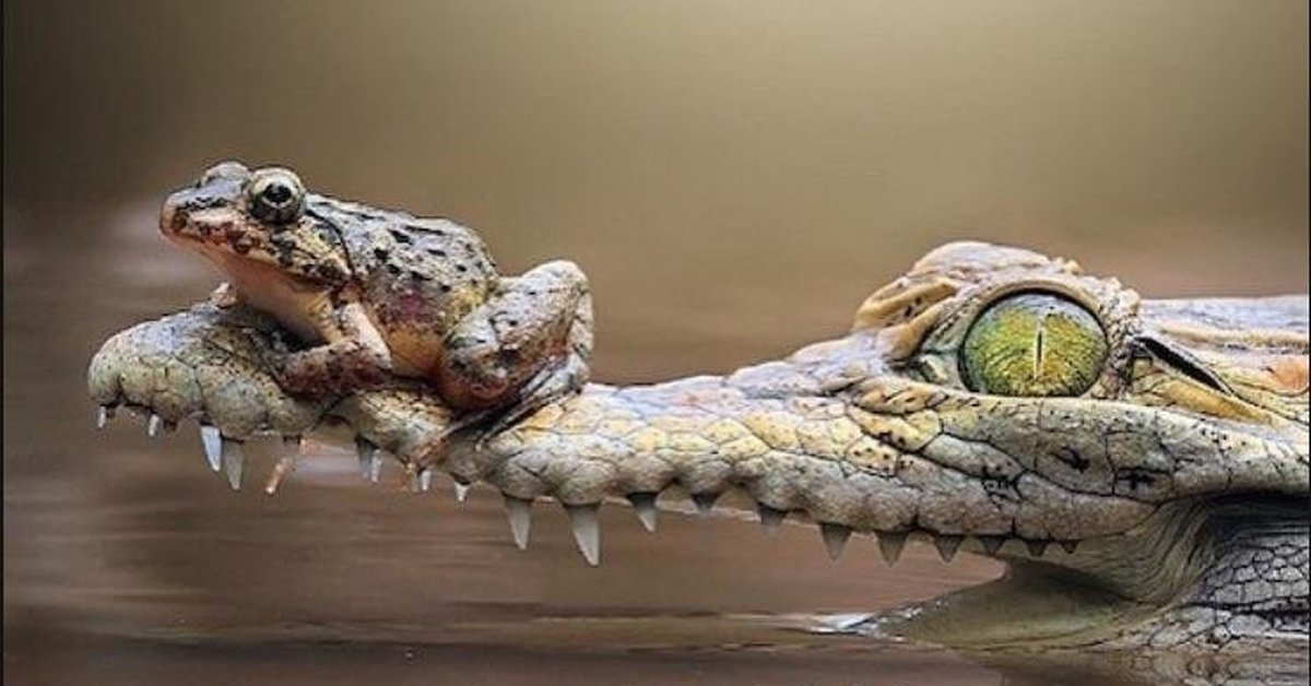 Крокодилы и лягушки какие животные. Крокодил и лягушка. Крокодил и жаба. Крокодил с лягушками на спине. Крокодил Земноводный.