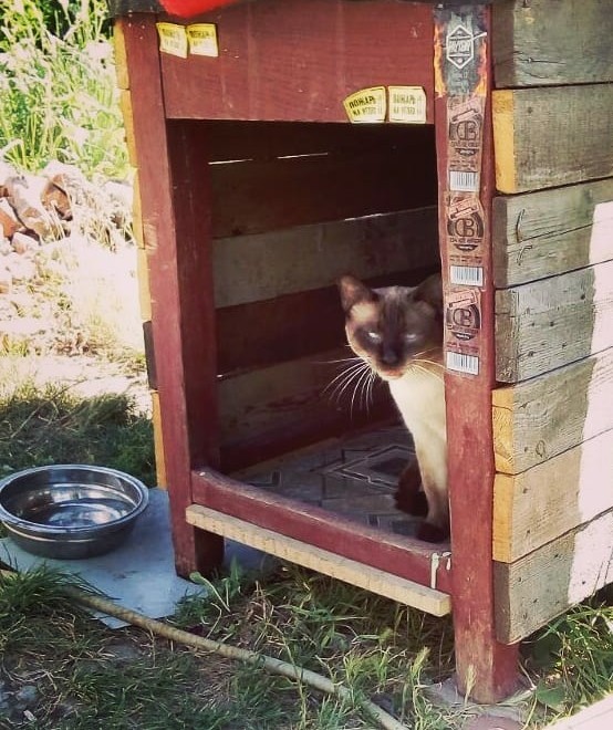 Братство Котца - Моё, Кот, Собака, Дружба