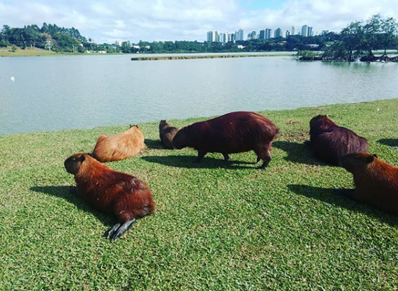 Is it true that in Brazil it's normal to say buceta rosa to a girl? - My, Brazil, Болельщики, Vulgarity, Longpost, Capybara