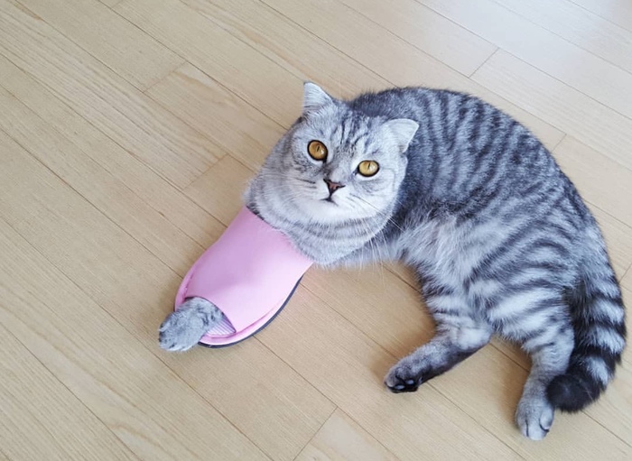 When I put on my father's slippers. - cat, Slippers, Knee-length