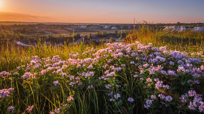 Flowers at the edge - Landscape, Sunset, My, The sun, Russia, Nature, Flowers, Evening