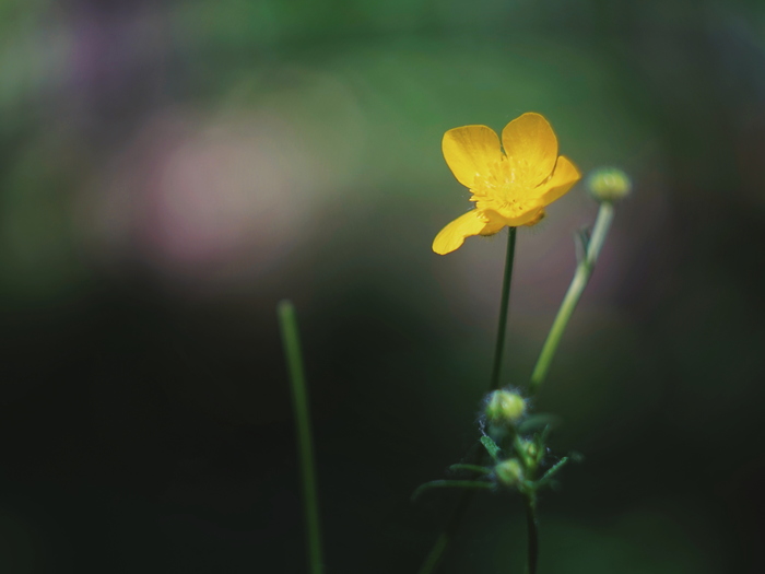 Here are some flowers for you - My, Beginning photographer, Flowers, Macro, Longpost, Macro photography