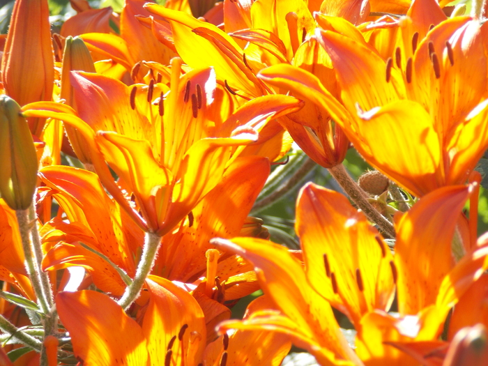 fire lilies - My, Lily, Flowers, The photo