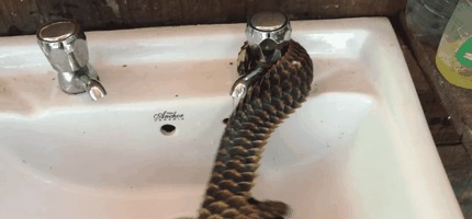 И снова он - Панголин Гифка, Панголин, Раковина, Вода
