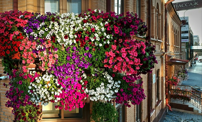 Few flowers - My, Flowers, Balcony, beauty, Tyumen