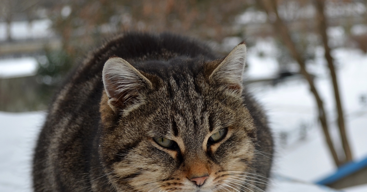 Мурзик. Кот Мурзик. Кот и Мурлик. Порода кошек Мурзики. Кошечка Мурзик.