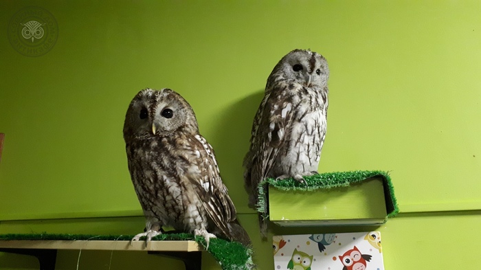 Fedor and Bulya - My, Antikafe, Owl, owl house