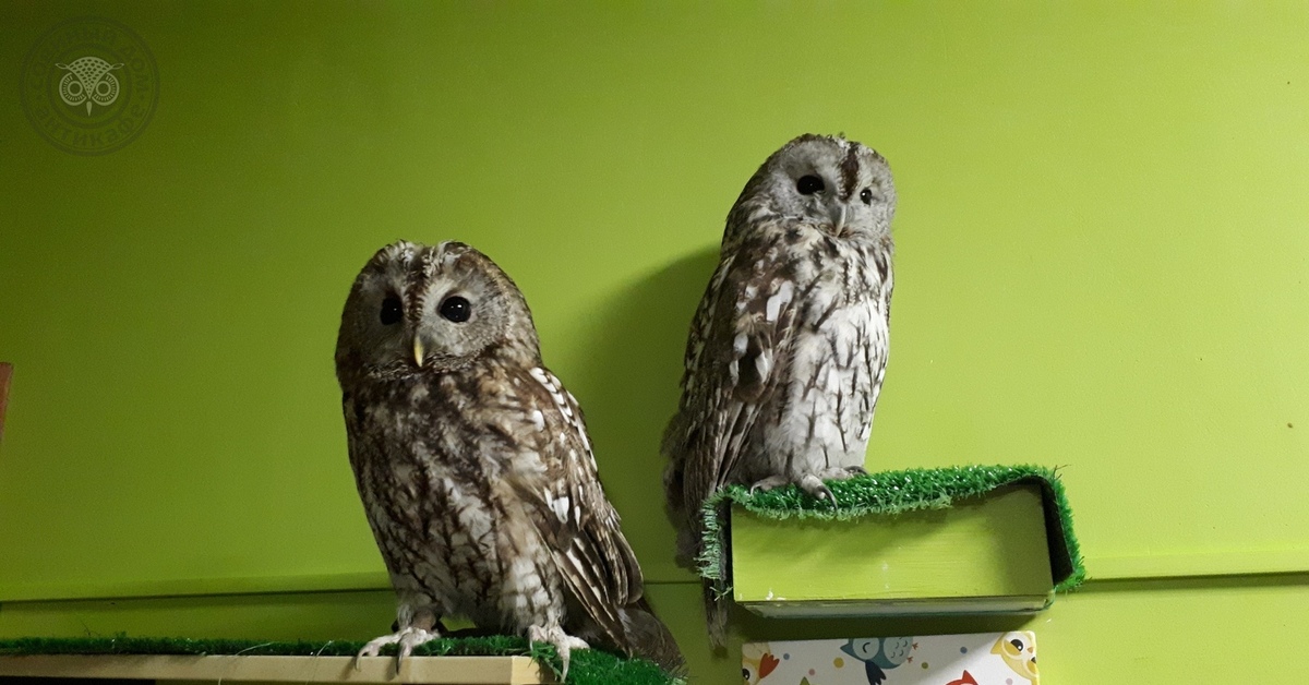 Антикафе с совами. Owl House коллекционные фигурки.