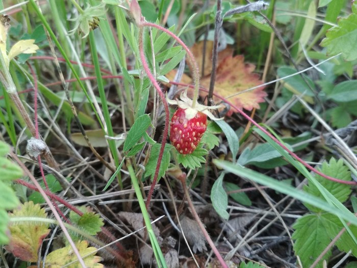 Strawberry - My, The photo, Strawberry, Nature, Longpost, Transbaikalia