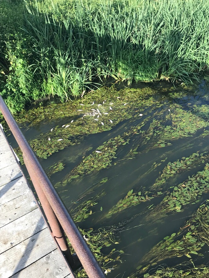 Why are there fish in the river? Where are the local authorities? - Power, A fish, Vyazma, Smolensk region, Negligence, Nature, , Destruction, Longpost