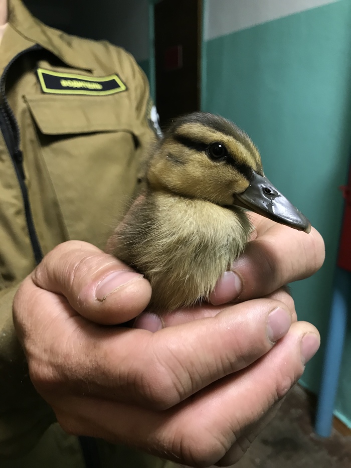 duckling rescue - My, Ducklings, Animal Rescue, Longpost