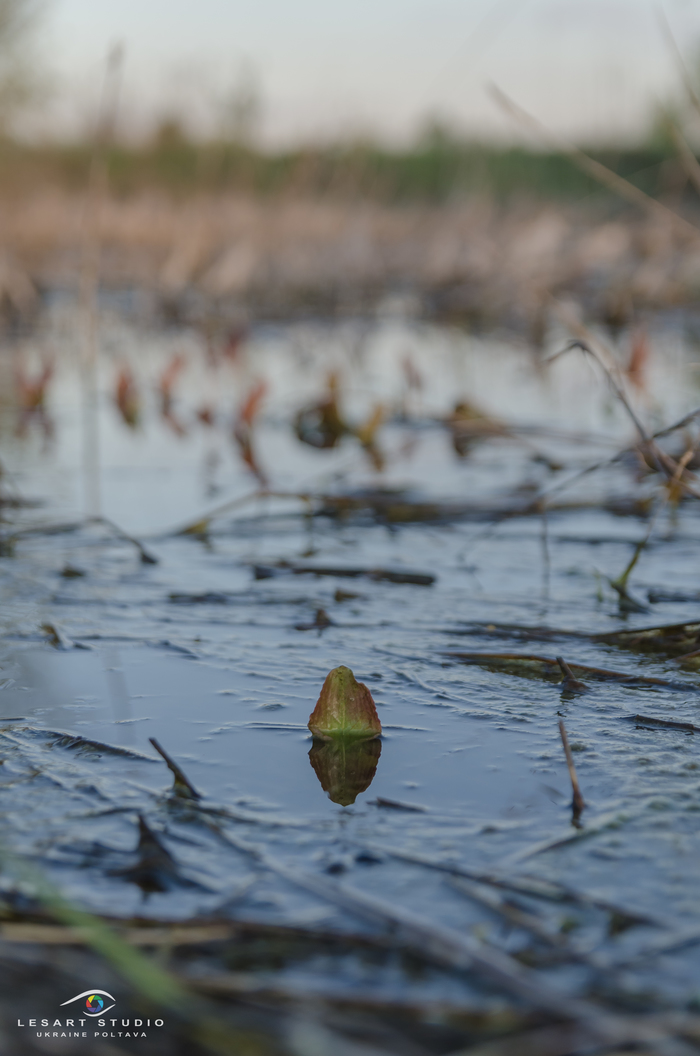 Overflow - My, The photo, Poltava, Nikon d5100, Longpost