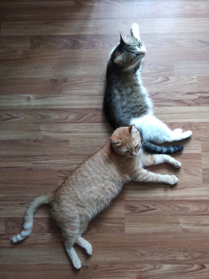 Best friends - My, cat, Milota Two Cats