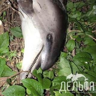 Dead dolphin found in forest in Sochi - Sochi, Dolphin, Ecology