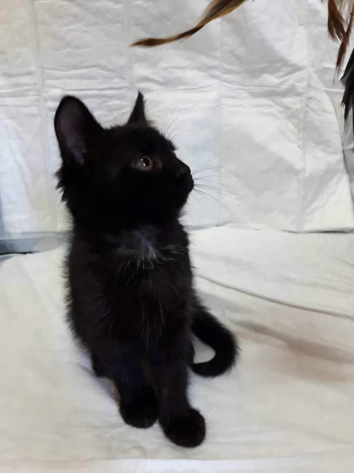 derzhite-menya-ibo-emu-pizda-foto-s-kotenkom-foto-nakazat-sekretarshu