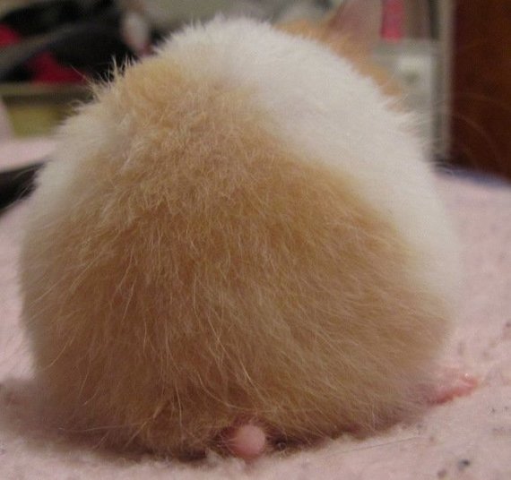 Hamster butts are the cutest new mood booster - The photo, Hamster, Booty, Milota, Longpost