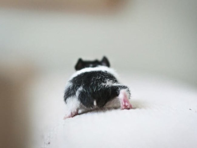 Hamster butts are the cutest new mood booster - The photo, Hamster, Booty, Milota, Longpost