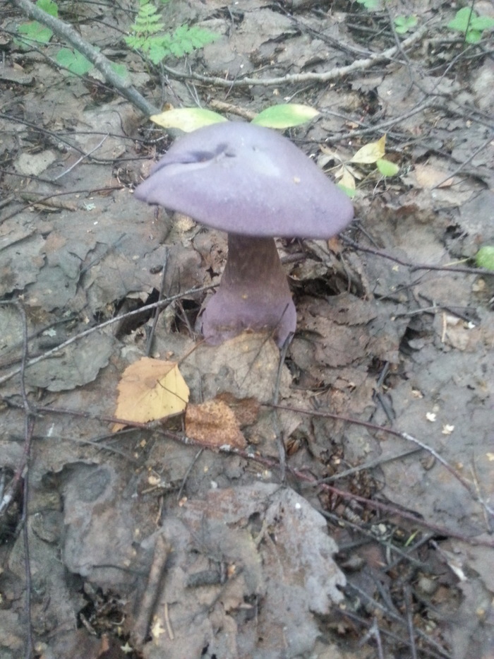 Does anyone know what kind of mushroom this is? - My, Miracle mushroom, Mushrooms