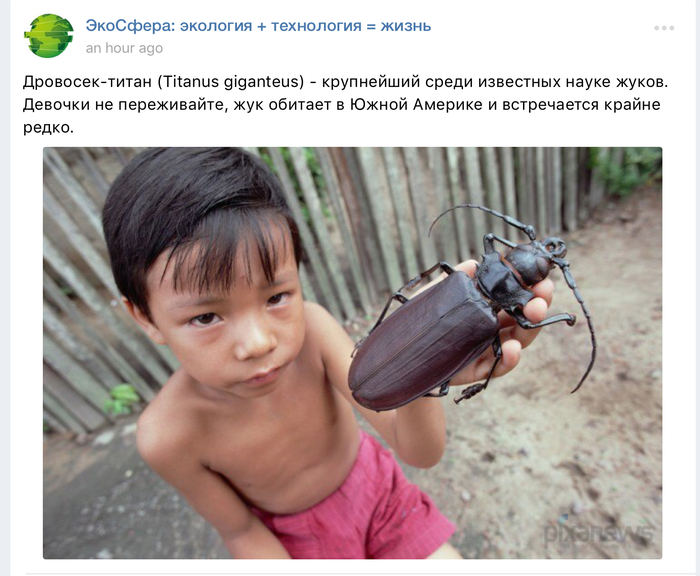 largest beetle - Жуки, Picture with text, South America, , Children