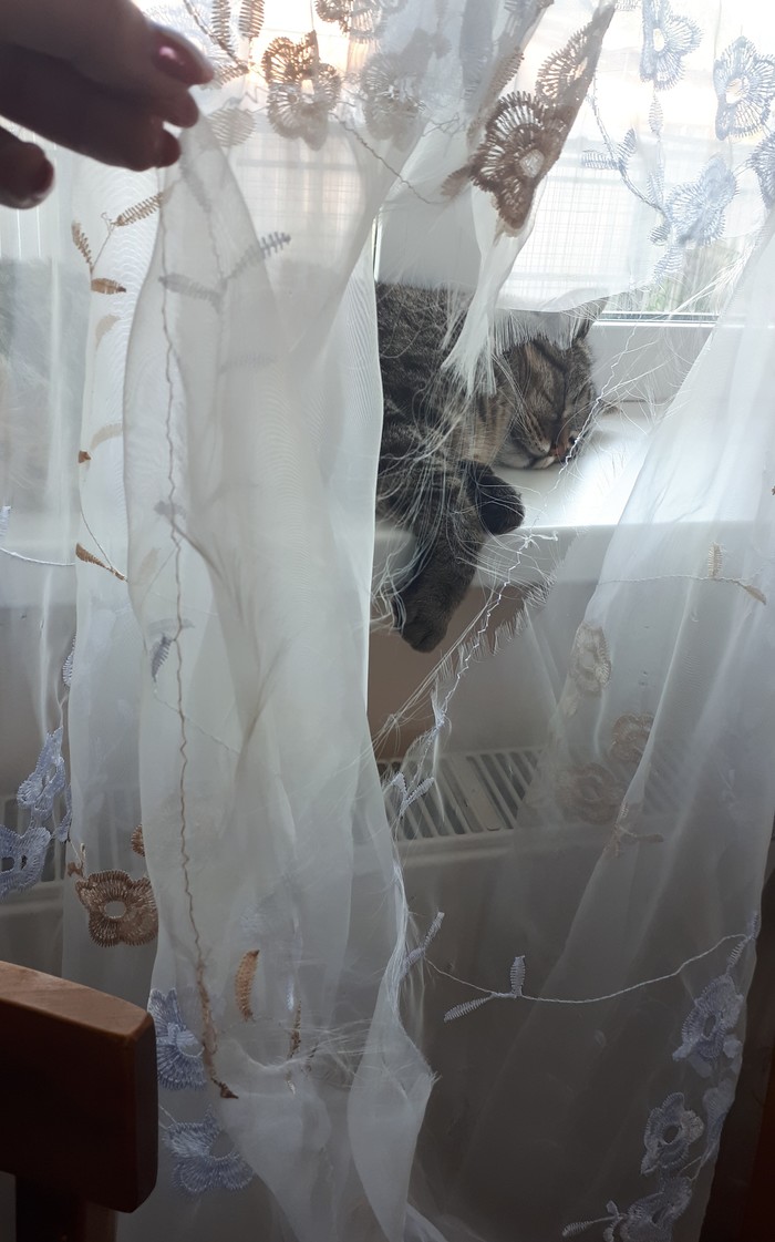 Рваная шторка. Тюль с кошками. Котенок на занавеске. Кот запутался в шторе. Котенок повис на шторе.