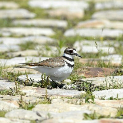 CANADIAN FESTIVAL SUSPENDED DUE TO RARE BIRDS NESTING - Music Festival, Protection of Nature, Nature, Music