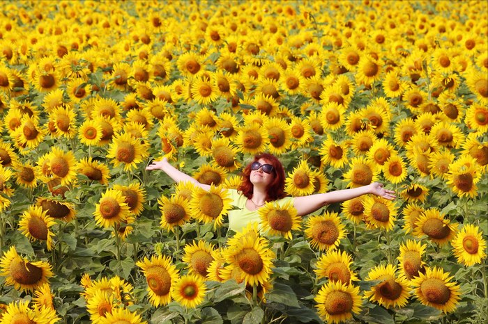 There is never a lot of sun) With love for the Kuban! - Kuban, My, The sun, Sunflower, Краснодарский Край