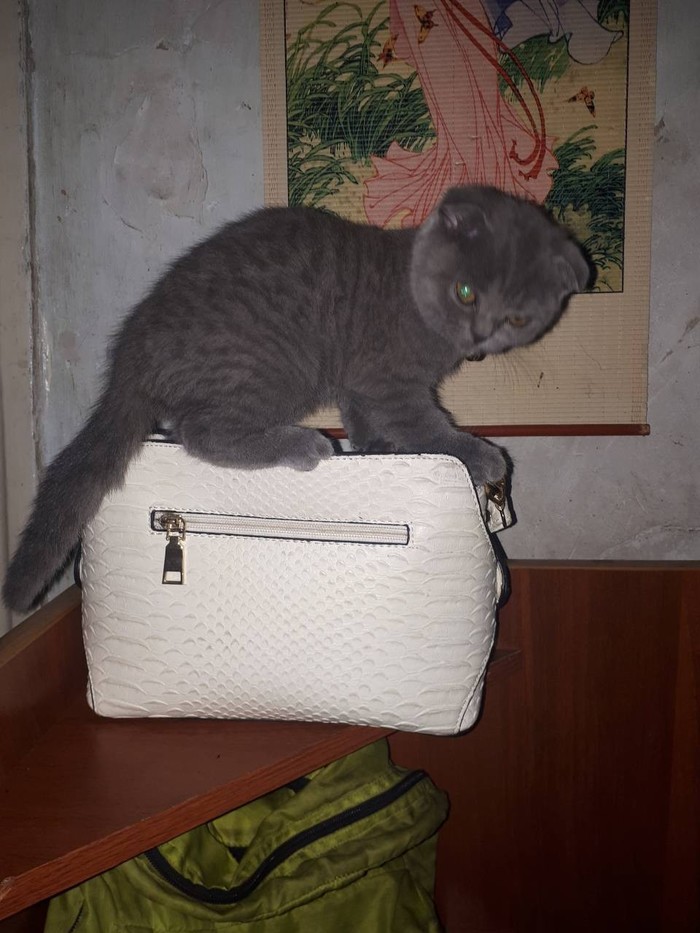 This is my spot! - My, cat, Catomafia, Сумка, Longpost