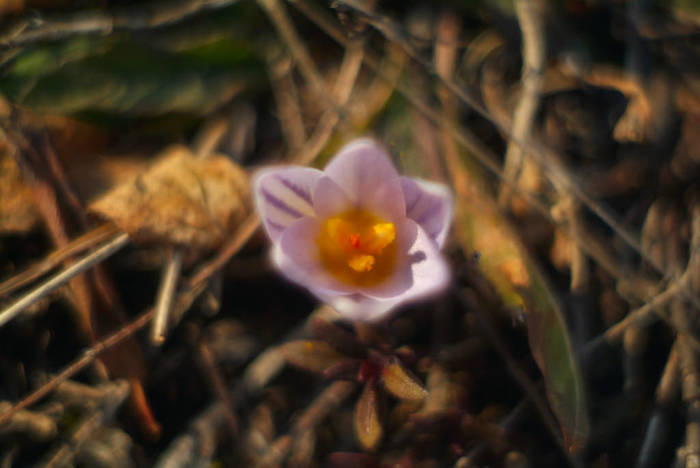 lonely crocus - My, The photo, Nature, Crocus, Flowers