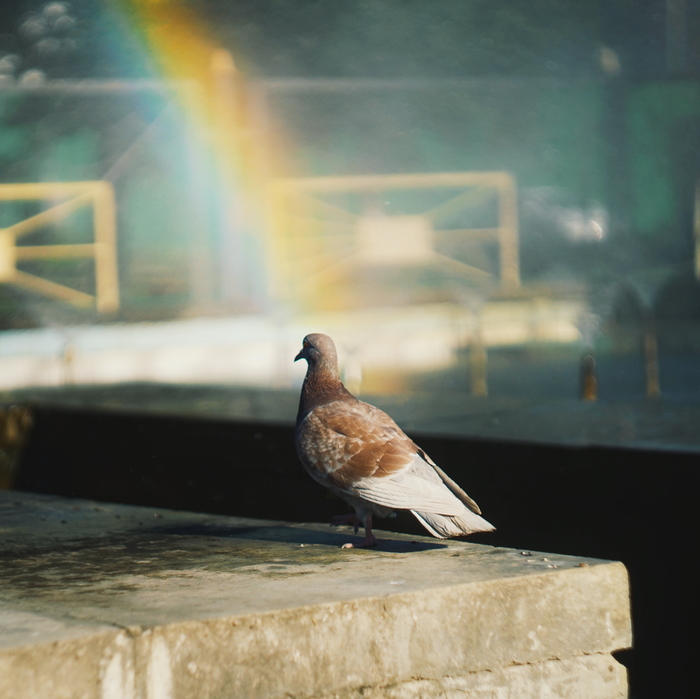 The dove is the favorite of the gods - My, The photo, Rainbow, Luck, Pigeon