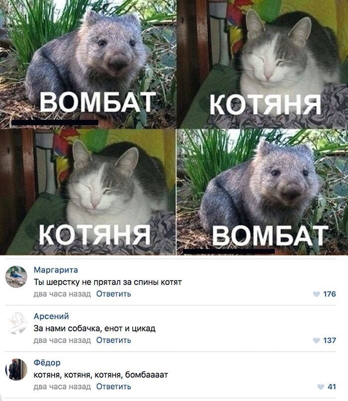 Kitty wobmat - Wombats, Combat, , , cat